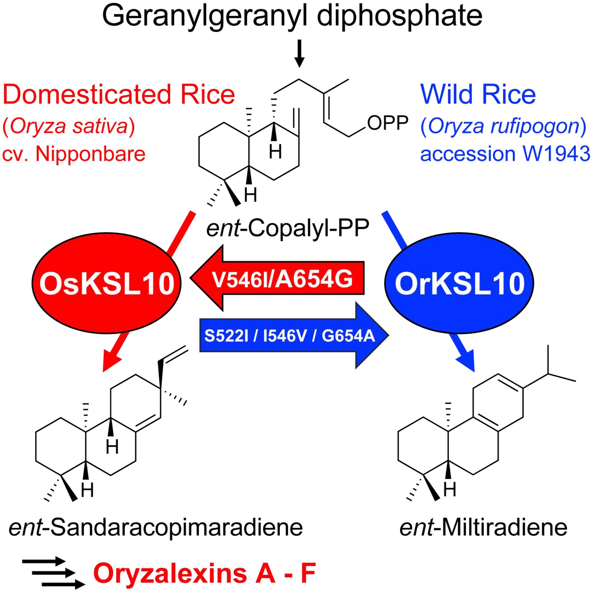 Essential residues in diterpene synthases for biosynthesis of oryzalexins A-F in rice phytoalexin