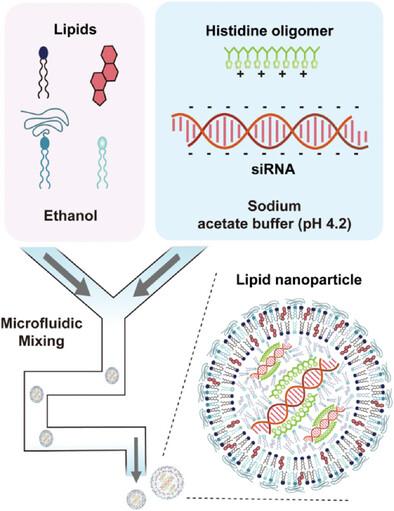 Effects of Histidine Oligomers in Lipid Nanoparticles on siRNA Delivery