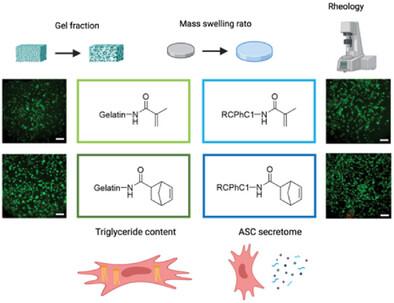 Reconstructing Curves: A Bottom-Up Approach toward Adipose Tissue Regeneration with Recombinant Biomaterials