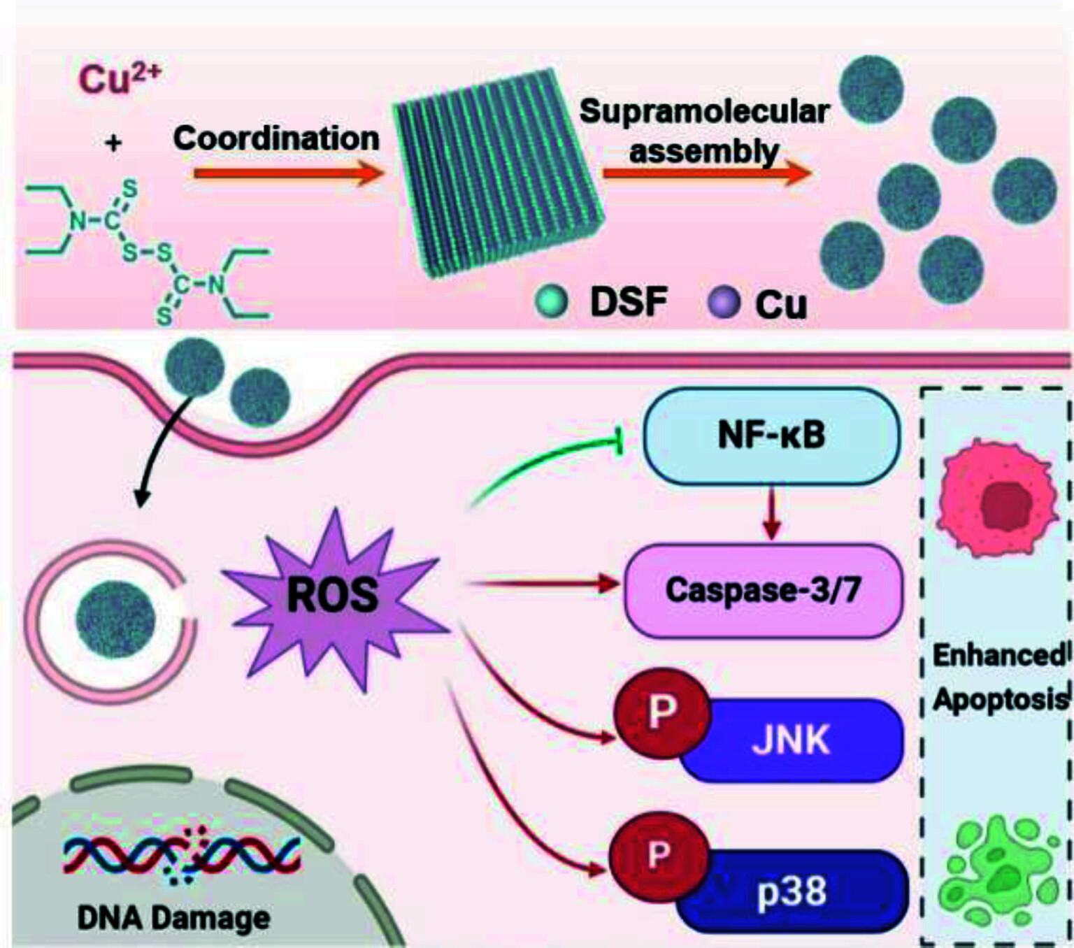 Carrier-Free Disulfiram Based Nanomedicine for Enhanced Cancer Therapy