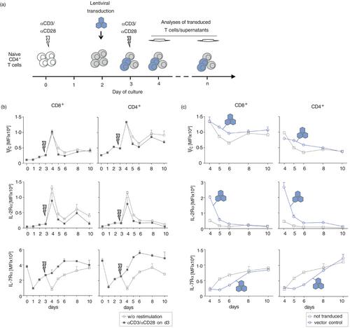 High common-γ cytokine receptor levels promote expression of Interleukin-2/Interleukin-7 receptor α-chains with implications on T-cell differentiation and function