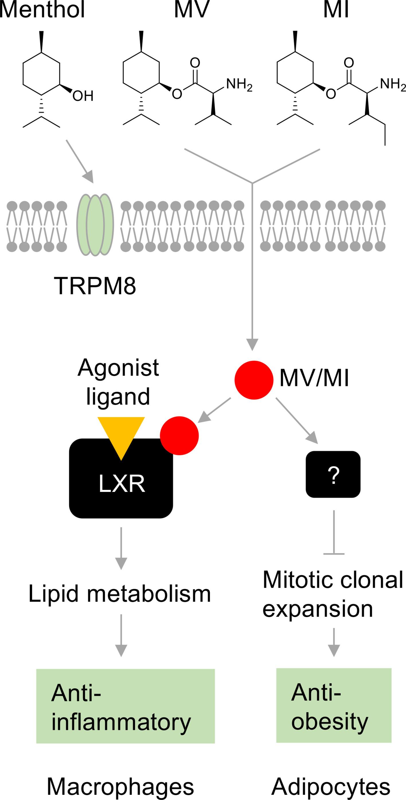 The powerful potential of amino acid menthyl esters for anti-inflammatory and anti-obesity therapies