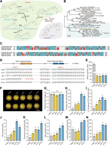 Nullification of GFTs fortifies bioactive folates in foxtail millet