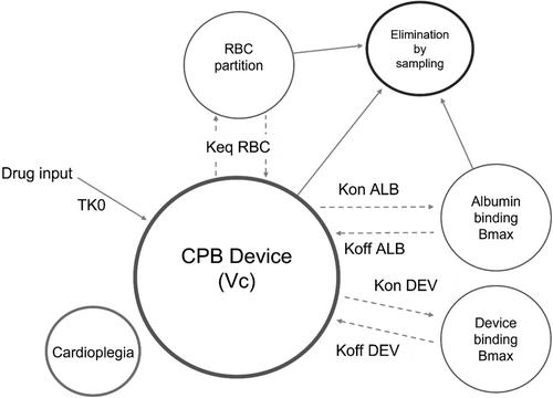 A pharmacokinetic framework describing antibiotic adsorption to cardiopulmonary bypass devices