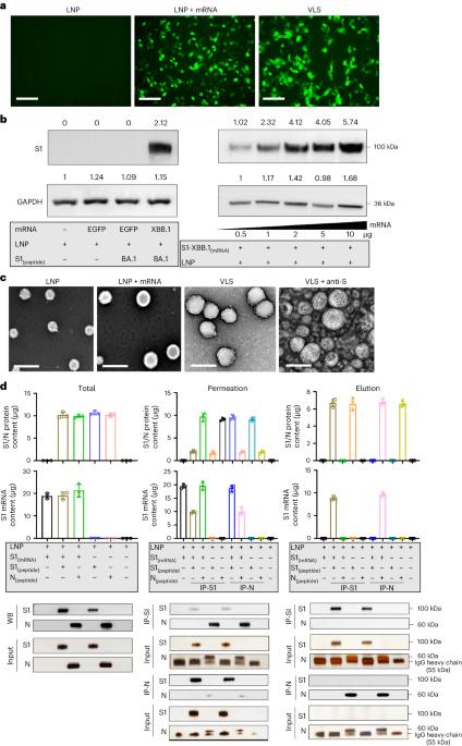 Virus-like structures for combination antigen protein mRNA vaccination