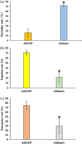 DNA methylase 1 influences temperature responses and development in the invasive pest Tuta absoluta