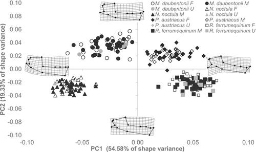 Mandibular morphology in four species of insectivorous bats: the impact of sexual dimorphism and geographical differentiation