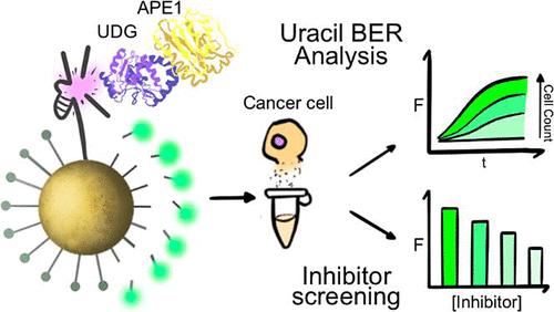 Detection of Uracil-Excising DNA Glycosylases in Cancer Cell Samples Using a Three-Dimensional DNAzyme Walker