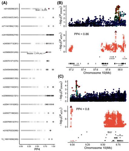 Integrating meta-analysis of genome-wide association study with Pig Genotype-Tissue Expression resources uncovers the genetic architecture for age at first farrowing in pigs