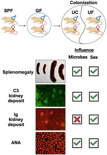 Microbial influences on severity and sex bias of systemic autoimmunity