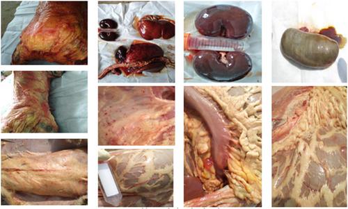 The gene IFIT1 is associated with dietary copper-induced yellow fat disease in sheep