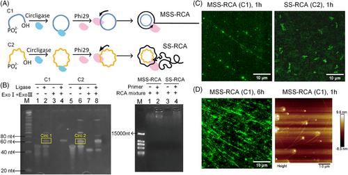 Special RCA based sensitive point-of-care detection of HPV mRNA for cervical cancer screening