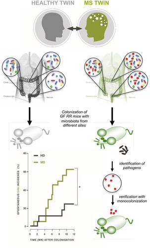 Multiple sclerosis and the intestine: Chasing the microbial offender