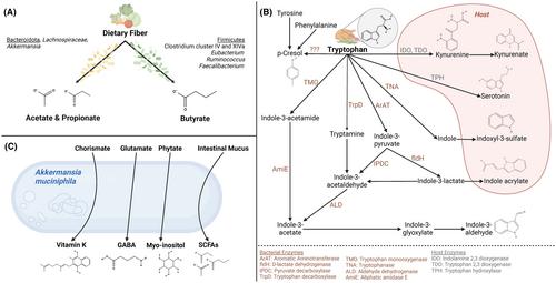 Modulation of multiple sclerosis risk and pathogenesis by the gut microbiota: Complex interactions between host genetics, bacterial metabolism, and diet