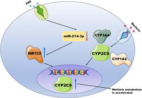 Mechanism of Panax notoginseng saponins modulation of miR-214-3p/NR1I3 affecting the pharmacodynamics and pharmacokinetics of warfarin