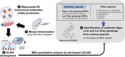 Monoclonal antibody-based enzyme-linked immunosorbent assay for quantification of majonoside R2 as an authentication marker for Nngoc Linh and Lai Chau ginsengs