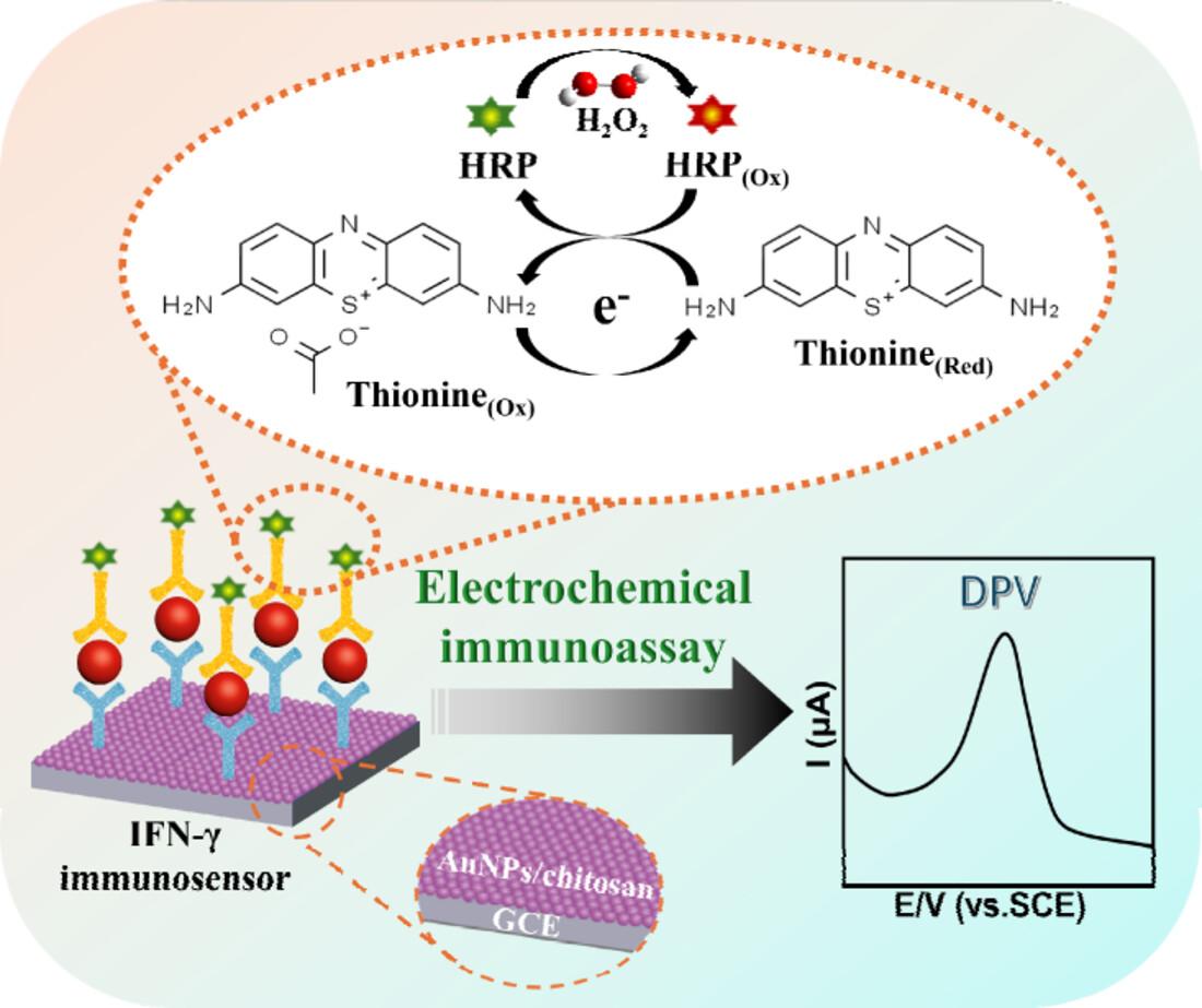 Efficient electrochemical immunosensor for detection of bovine interferon gamma-based gold nanoparticles/chitosan composite