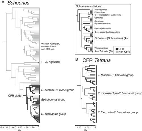 Genome size variation in Cape schoenoid sedges (Schoeneae) and its ecophysiological consequences