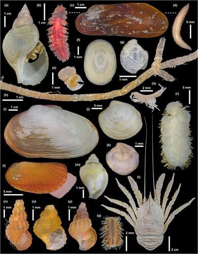 Serpentinite-hosted chemosynthetic community of South Chamorro Seamount, Mariana Forearc