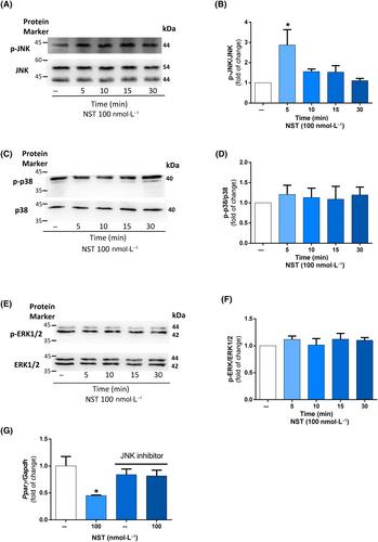 Neuronostatin regulates proliferation and differentiation of rat brown primary preadipocytes