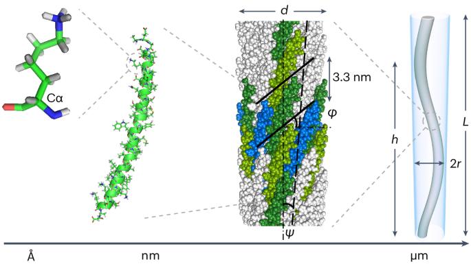 Elucidating chirality transfer in liquid crystals of viruses