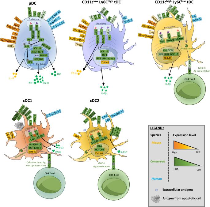 The role of plasmacytoid dendritic cells (pDCs) in immunity during viral infections and beyond