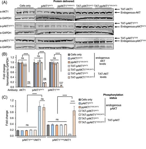 Delivery of AKT1 phospho-forms to human cells reveals differential substrate selectivity