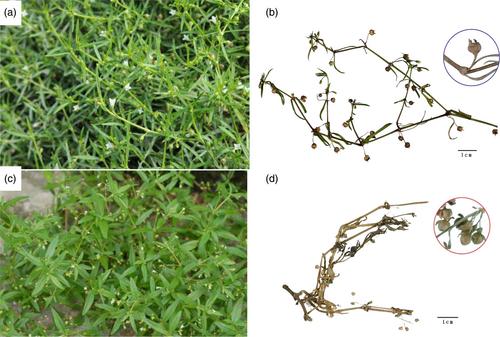 Comparative study of Scleromitrion diffusum and Oldenlandia corymbosa: Microscopy, TLC, HPLC, and antioxidant activity