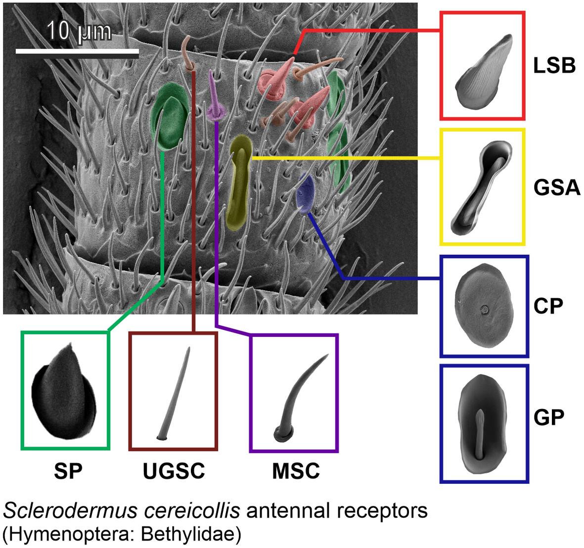 Antennal chemoreceptors in the European ectoparasitoid Sclerodermus cereicollis (Hymenoptera: Bethylidae)