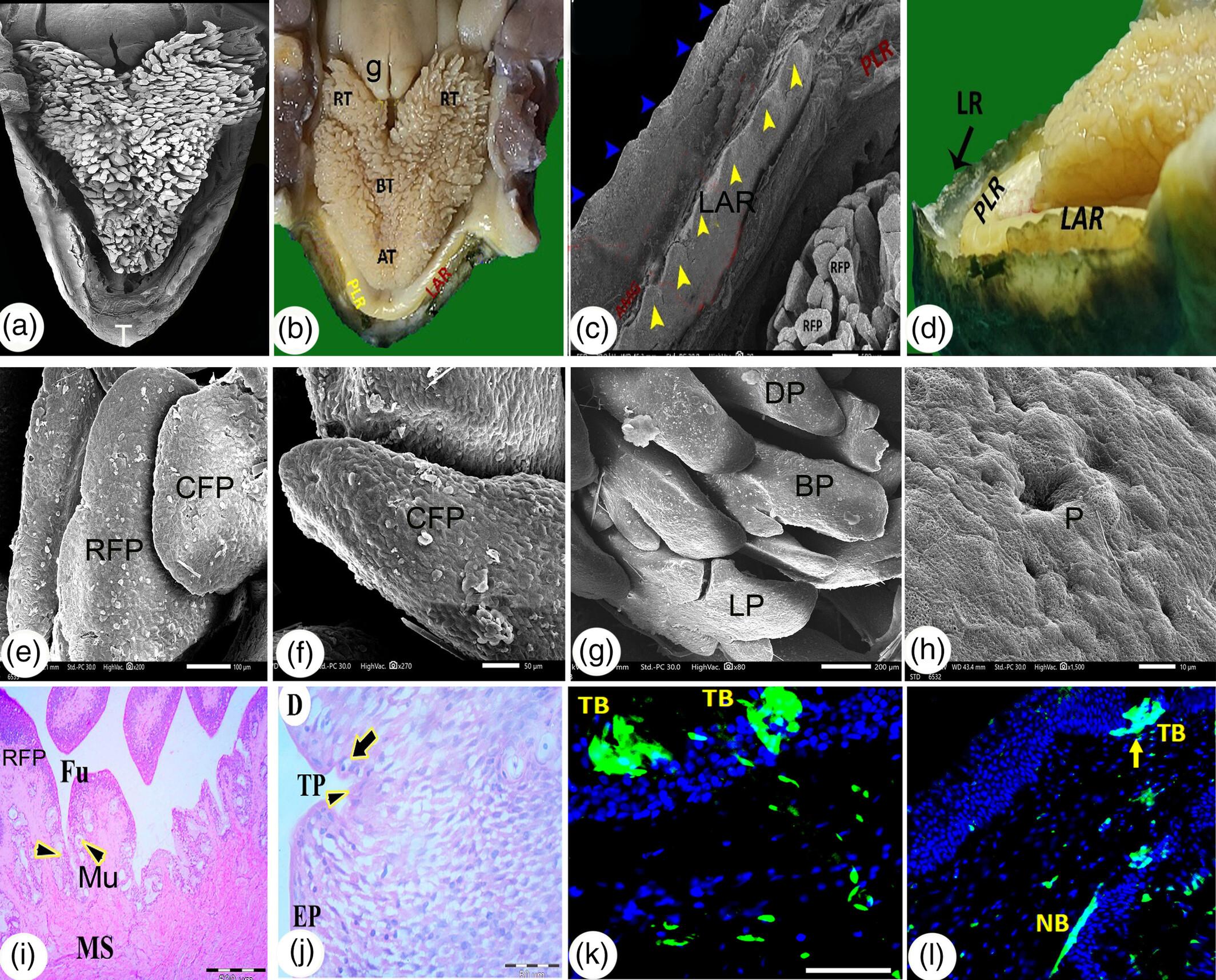 Macroscopic, microscopic, and immunofluorescent characterization of the Greek tortoise (Testudo graeca graeca) oropharyngeal floor with concern to its feed adaptation as a herbivorous land reptile