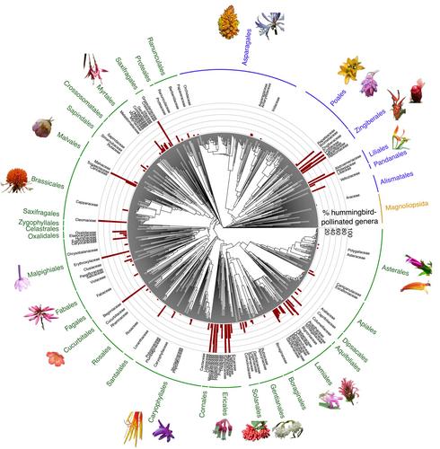 Macroevolution of the plant–hummingbird pollination system