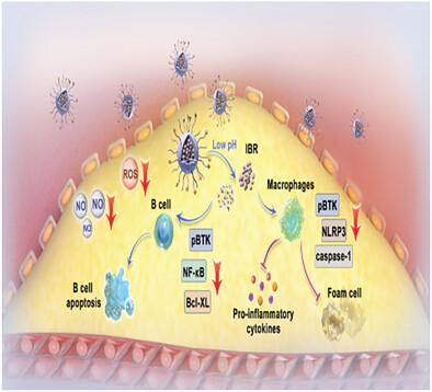 A Dual-Function CD47-Targeting Nano-Drug Delivery System Used to Regulate Immune and Anti-Inflammatory Activities in the Treatment of Atherosclerosis