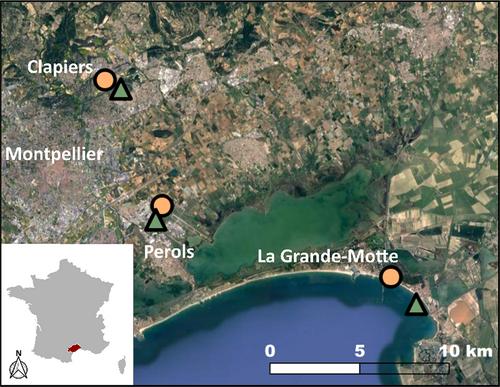 Impact of temperature and season on ant foraging activity of two invasive species in a Mediterranean urban area