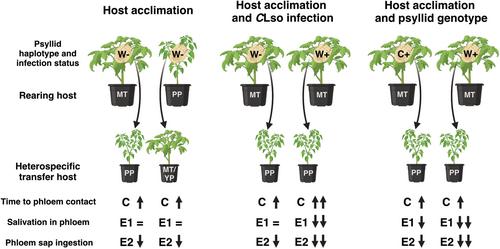 Symbiont infection and psyllid haplotype influence phenotypic plasticity during host switching events