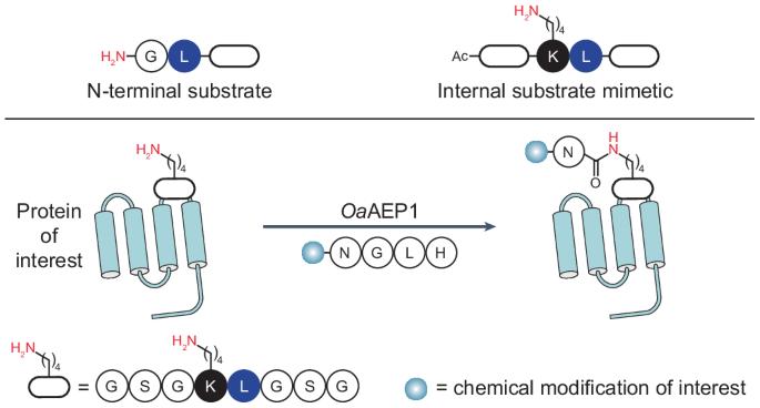 Repurposing a plant peptide cyclase for targeted lysine acylation