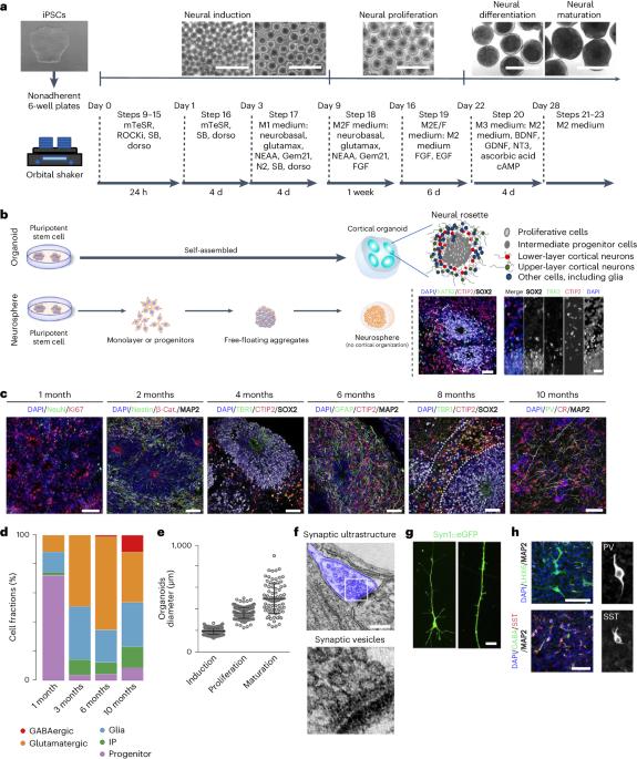 Generation of ‘semi-guided’ cortical organoids with complex neural oscillations