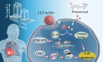 Selenium nanoparticles enhance the chemotherapeutic efficacy of pemetrexed against non-small cell lung cancer