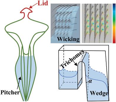 Capillarity Constructed Open Siphon for Sustainable Drainage