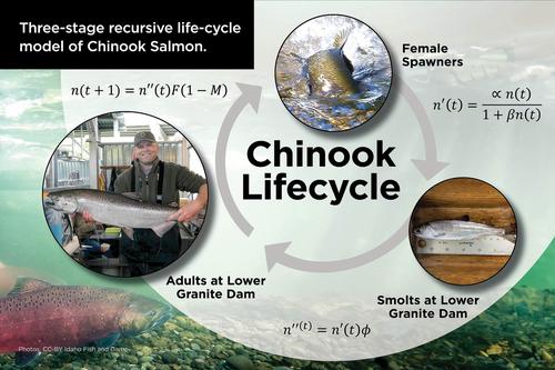 How do Management Goals for Wild Chinook Salmon Align with Feasibility?