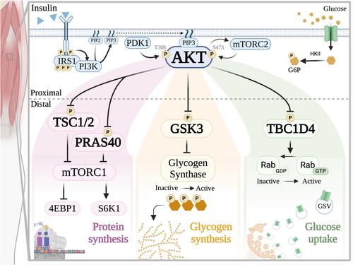 Unresolved questions in the regulation of skeletal muscle insulin action by reactive oxygen species