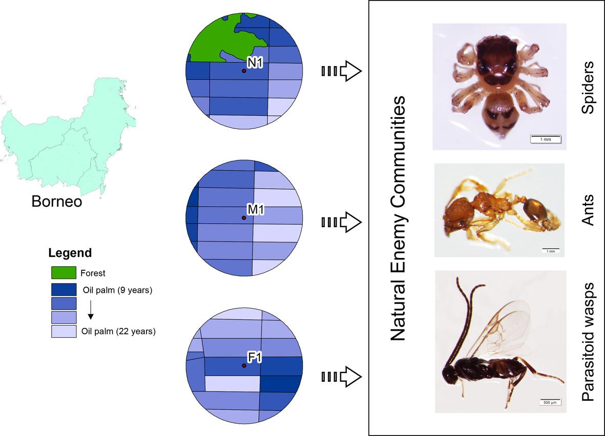 Local and landscape drivers of natural enemy communities in Indonesian oil palm plantation