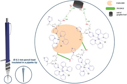 Pencil-Lead-Based Quasi-Equilibrium Glucose Biosensors