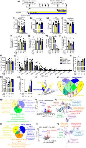 Hydroxycitrate delays early mortality in mice and promotes muscle regeneration while inducing a rich hepatic energetic status