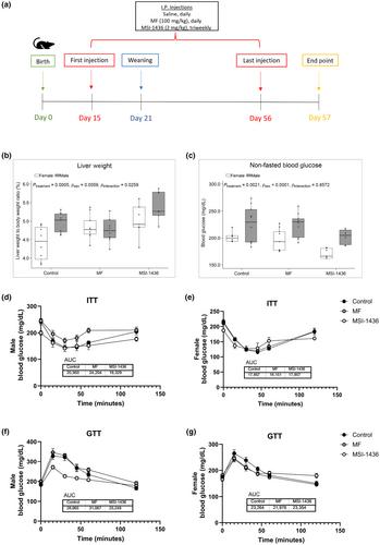 Early life interventions metformin and trodusquemine metabolically reprogram the developing mouse liver through transcriptomic alterations