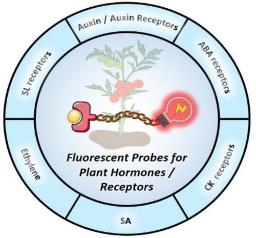 Small-Molecule Fluorescent Probes for Plant Hormones and their Receptors