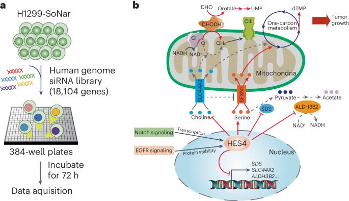 HES4 controls redox balance and supports pyrimidine synthesis and tumor growth