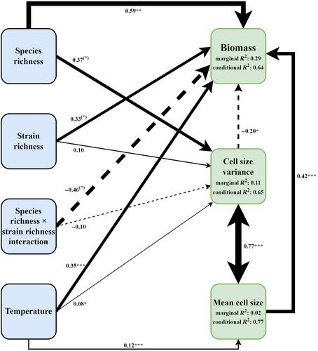 Species richness and intraspecific variation interactively shape marine diatom community functioning