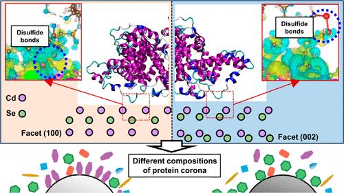 Protein Corona Formation on Cadmium-Bearing Nanoparticles: Important Role of Facet-Dependent Binding of Cysteine-Rich Proteins