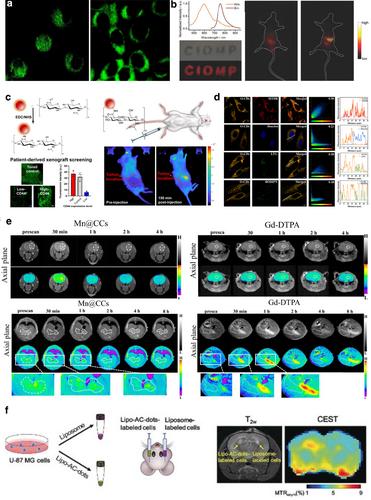 Carbon-based nanodots for biomedical applications and clinical transformation prospects