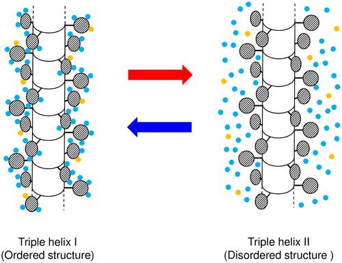 Solvent stabilizing effects on the order–disorder transition of schizophyllan in aqueous mixtures of carboxylic acids